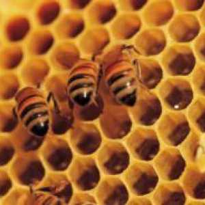 Kako čebele medu?