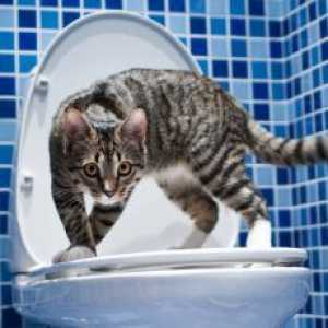 Kako navaditi mačka na WC?