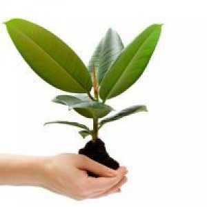 Kako da širi Ficus macrophylla?