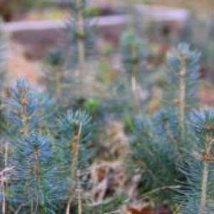 Kako rastejo modro smreka iz semena?