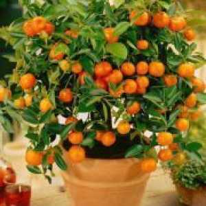 Kako rastejo mandarine?