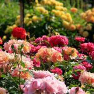 Kaj potrebujemo za umetna gnojila vrtnice?