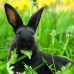 Kaj zelišča lahko hranijo zajce?