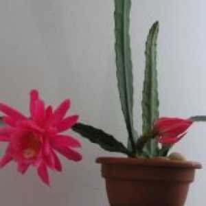 Kaktus Epiphyllum Dreamland - zdravilne lastnosti
