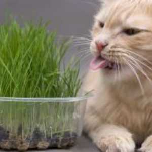 Kakšno trave kot mačka?