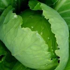 Zelje listov na laktostaza