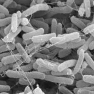 E. coli v vagini