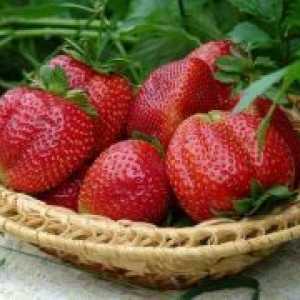 Strawberry večkrat rodne - razred