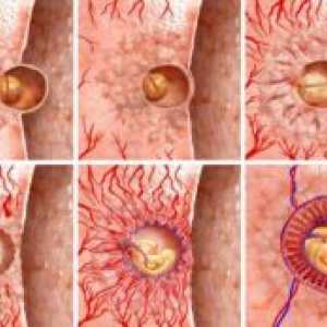Ko implantacijo zarodka po ovulaciji?