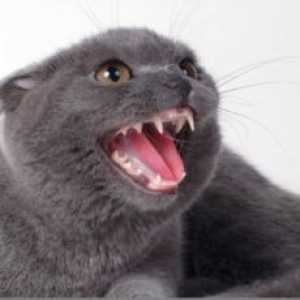 Ko mačke se spreminjajo zobe?