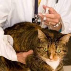 Okužba Koronovirusnaya pri mačkah - Simptomi