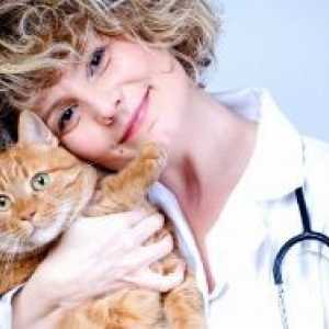 Cat gripa - simptomi in zdravljenje