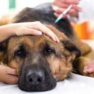 Zdravljenje piroplazmozo pri psih doma