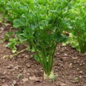 Zelena leaf - gojenje semen, kdaj posaditi?