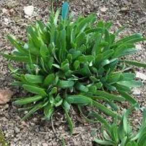 Allium nutans - koristne lastnosti
