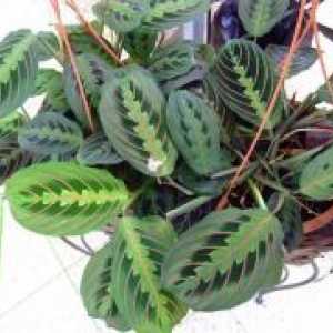 Maranta tricolor - molitev rastlin