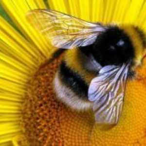 Sončnično medu - koristne lastnosti