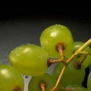 Ali lahko grozdje doječe matere?