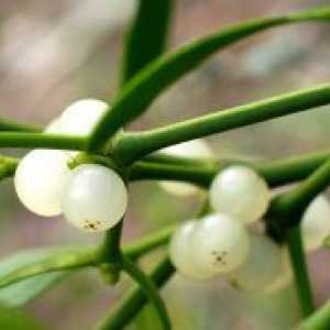 Mistletoe - zdravilne lastnosti in kontraindikacije