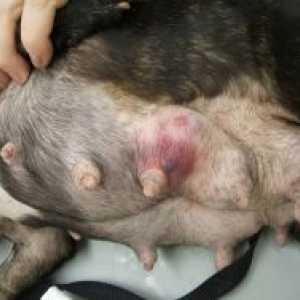 Tumorjev dojke pri psih