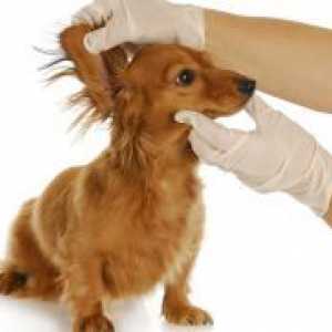 Vnetje srednjega ušesa pri psih - Simptomi in zdravljenje