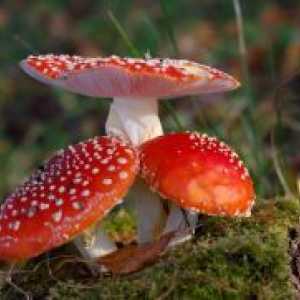 Mushroom zastrupitve - Simptomi