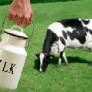 Sveže mleko - koristi in škoduje