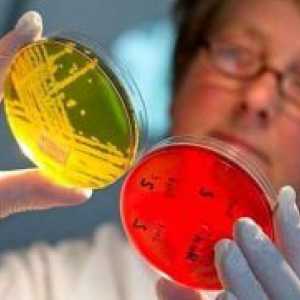 Patogene bakterije Staphylococcus