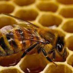 Bee Podmore - aplikacija