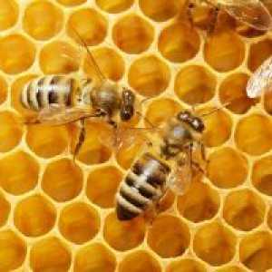 Čebelji vosek - aplikacija