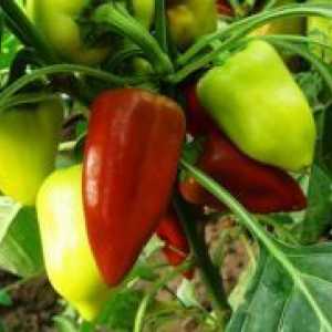 Peppers - sajenje in skrb za sadike
