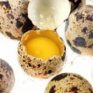Prepelice jajca - koristi in škoduje