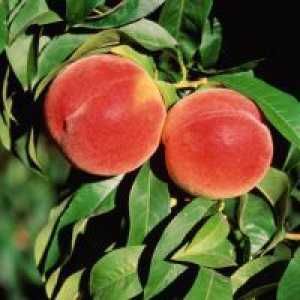 Peaches - koristi in škoduje