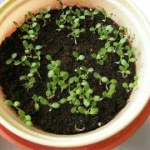 Platikodon - raste iz semena