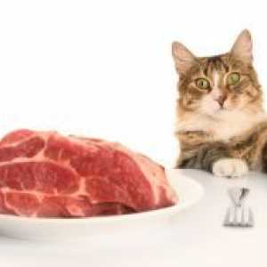 Zakaj mačka ne jesti?
