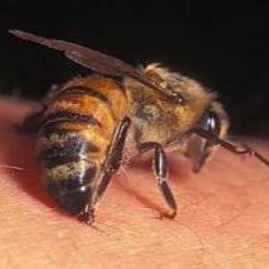 Zakaj čebelji strup je droga?