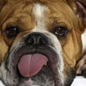 Zakaj je pes v toploto njegovega jezika?