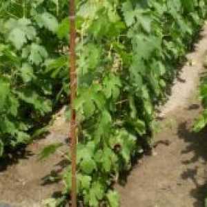 Sajenje grozdje v jeseni