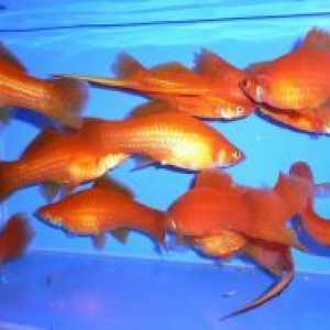 Sladkovodne ribe akvarij
