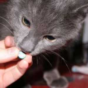 Antihelmintikov za mačke