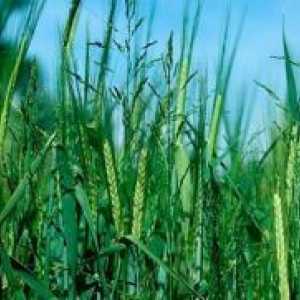 Pšenična trava - kako se znebiti?