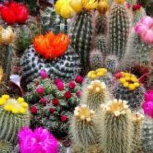 Vrst kaktusov