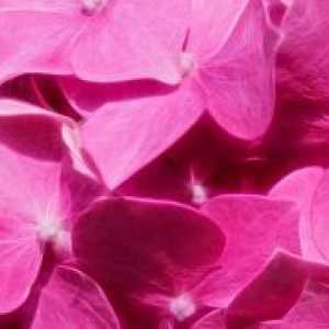 Rožnata barva se v psihologiji