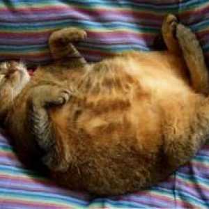 Sladkorna bolezen pri mačkah - Simptomi