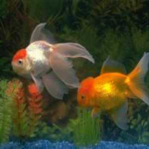 Koliko živo akvarij zlate ribice?