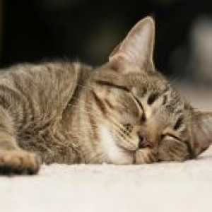 Uspavalne tablete za mačke