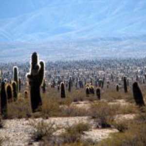 Kaktus Habitat