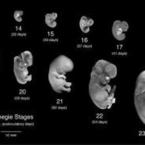 Človeških embrionalnih stopnji razvoja