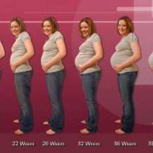 Trimesečje nosečnosti tedna v teden - tabele