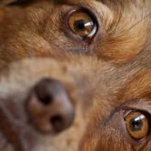 Pes solzne oči - kaj storiti?